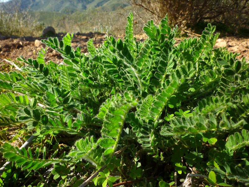 Astragalus nitidiflorus