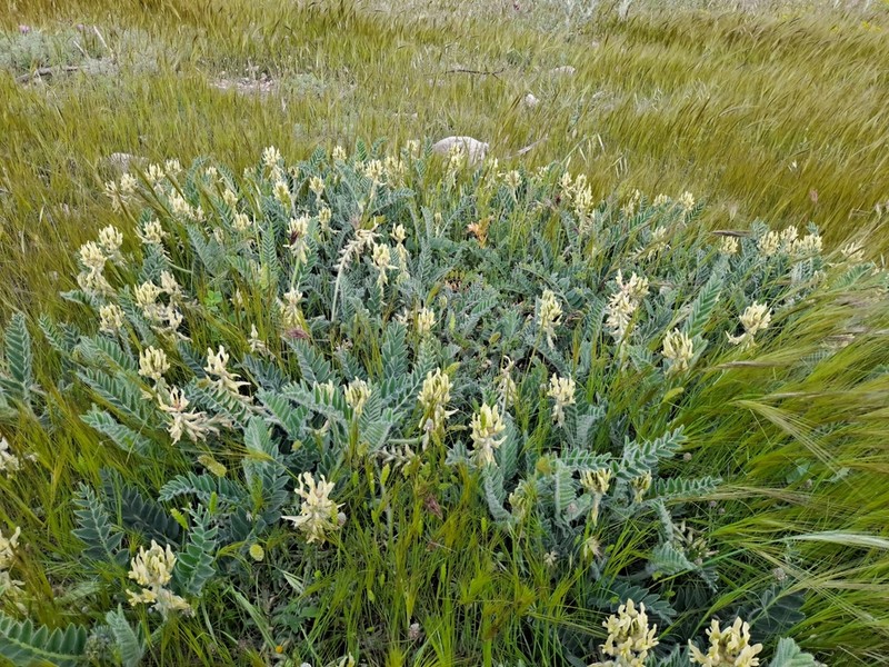 Astragalus nitidiflorus photo 2