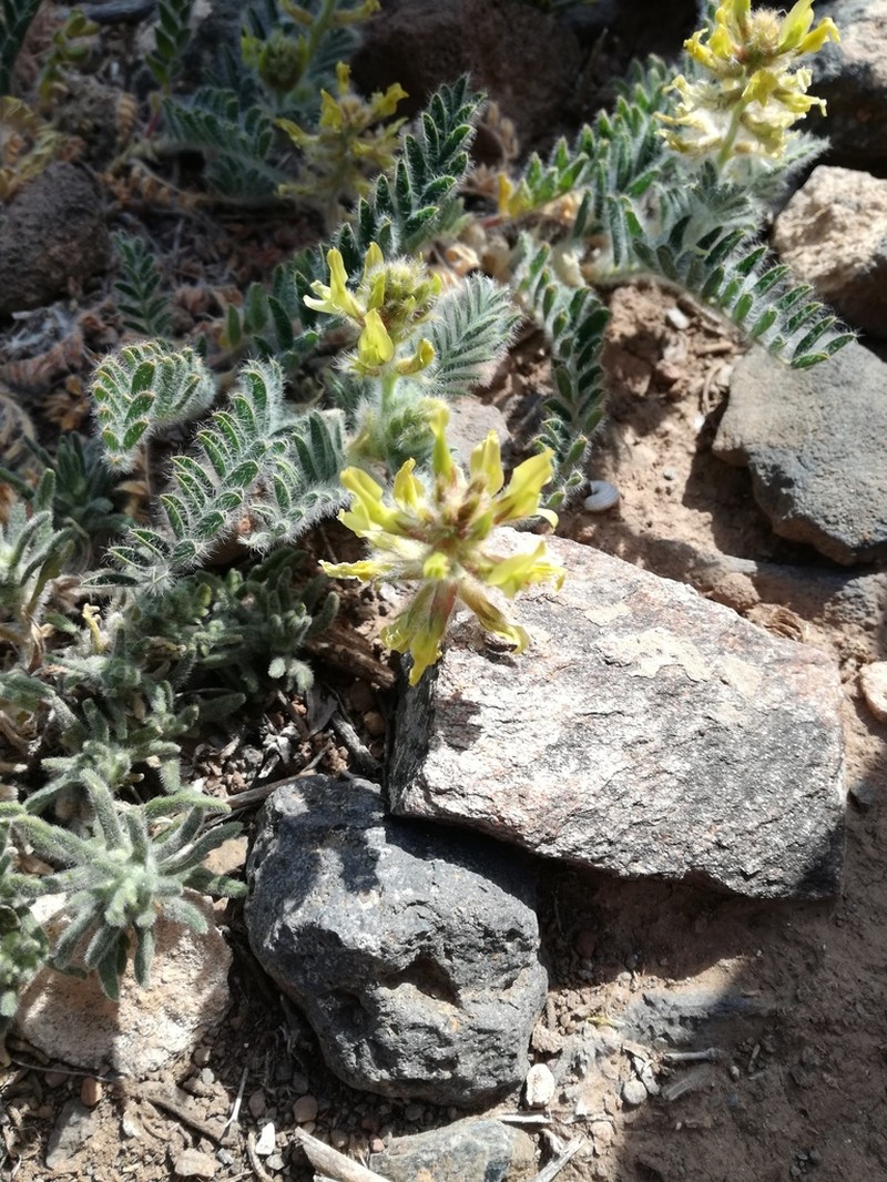 Astragalus nitidiflorus photo 3