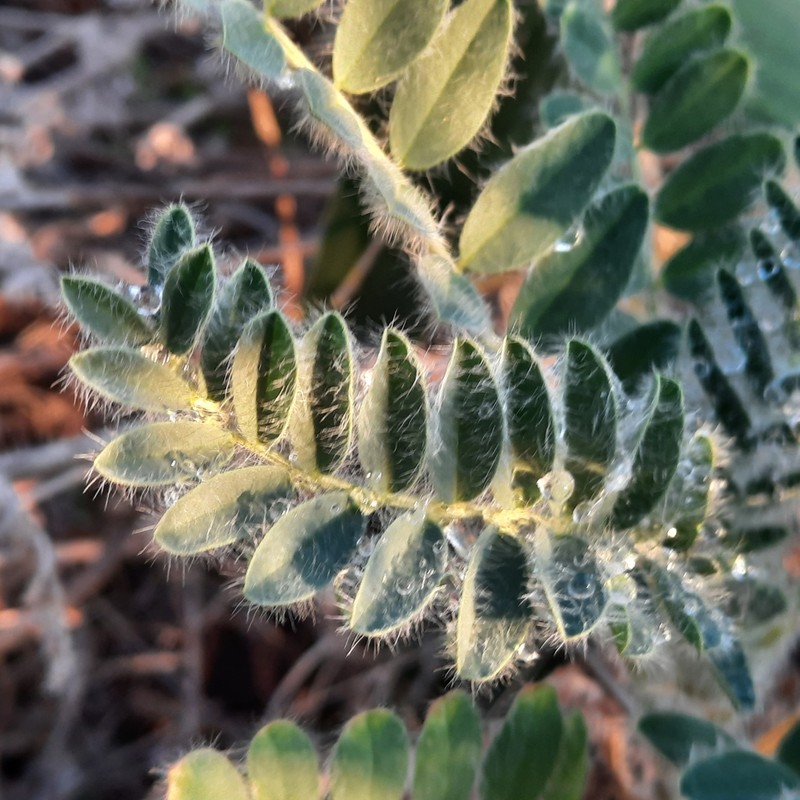 Astragalus nitidiflorus photo 4