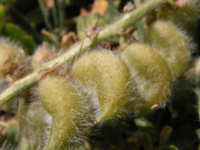 Astragalus nitidiflorus photo 5
