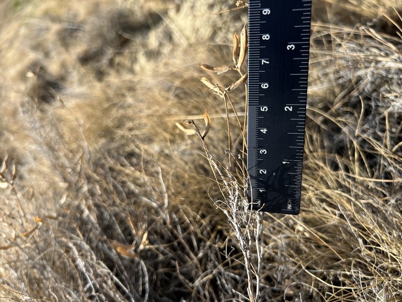 Astragalus nitidissimus