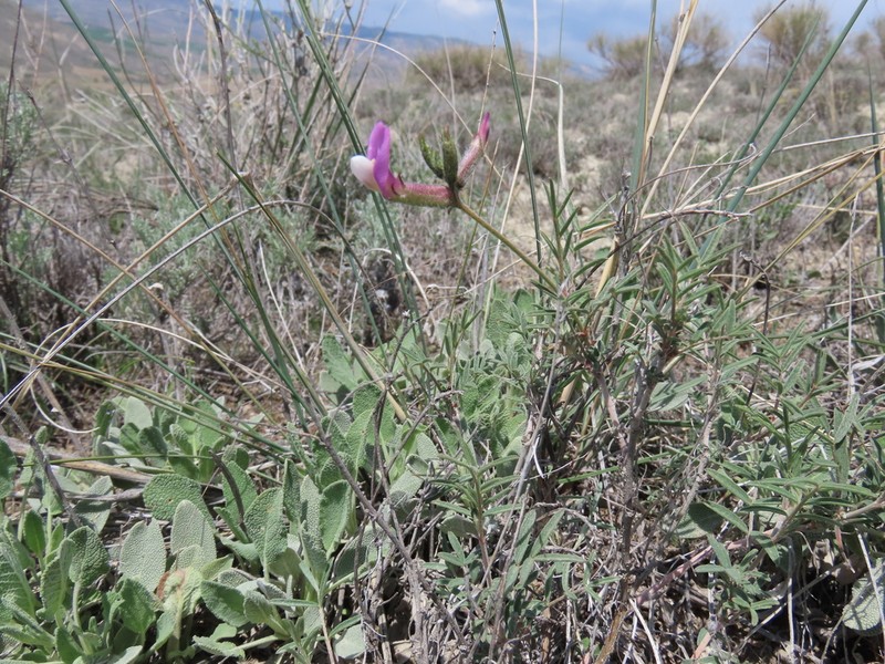 Astragalus nitidissimus photo 2