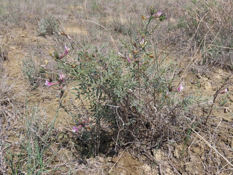 Astragalus nitidissimus photo 6