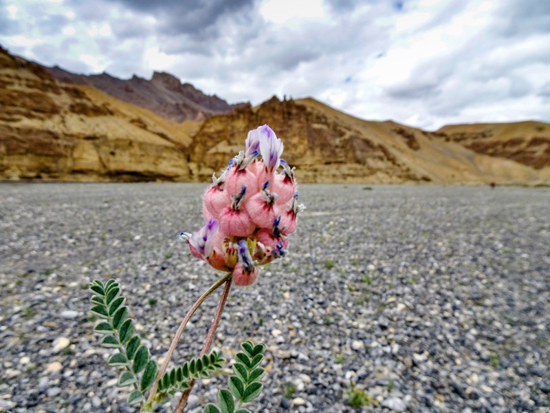 Astragalus nivalis