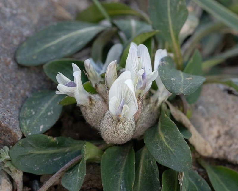 Astragalus nivalis photo 2