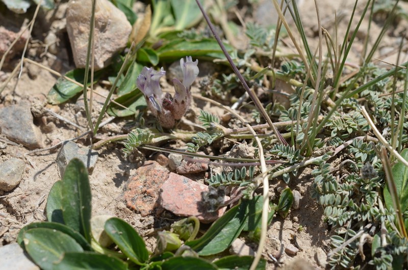 Astragalus nivalis photo 3