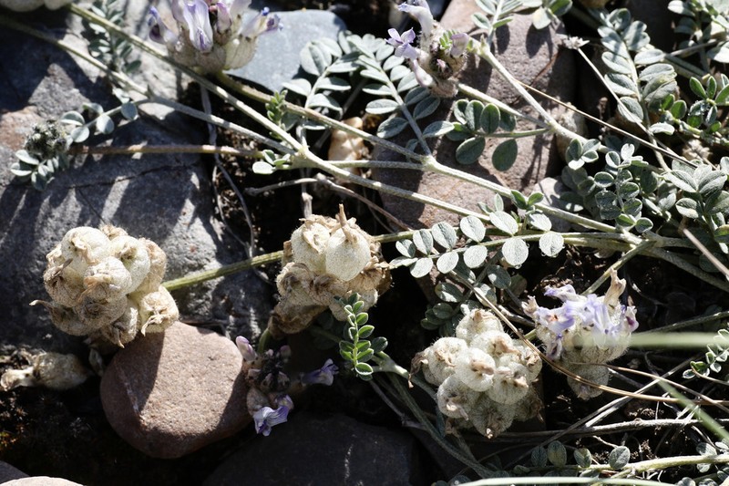 Astragalus nivalis photo 4
