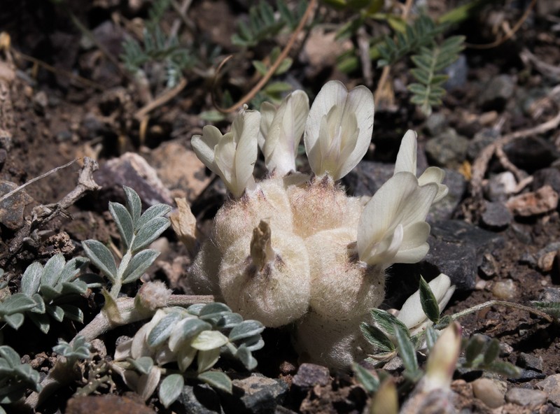 Astragalus nivalis photo 5