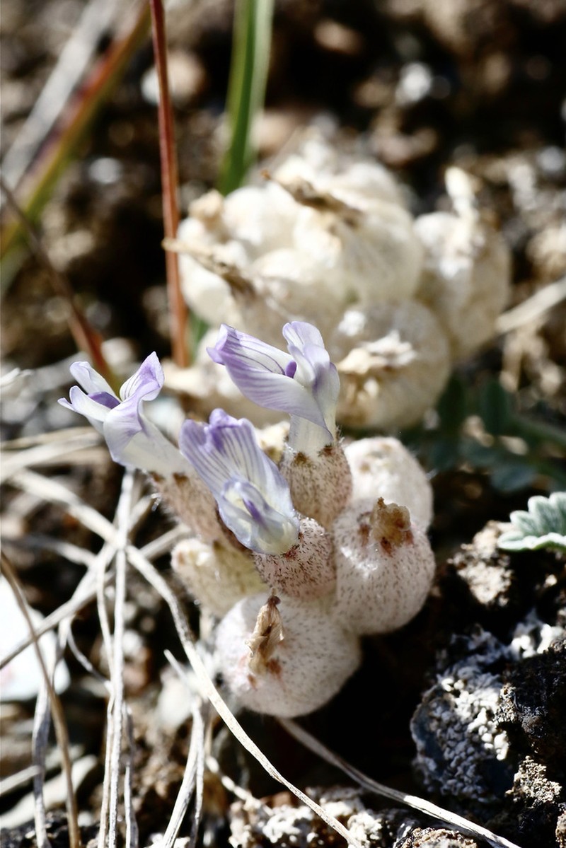 Astragalus nivalis photo 6
