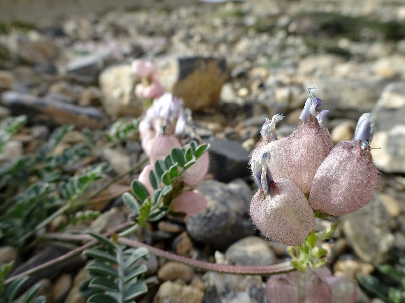 Astragalus nivalis photo 7