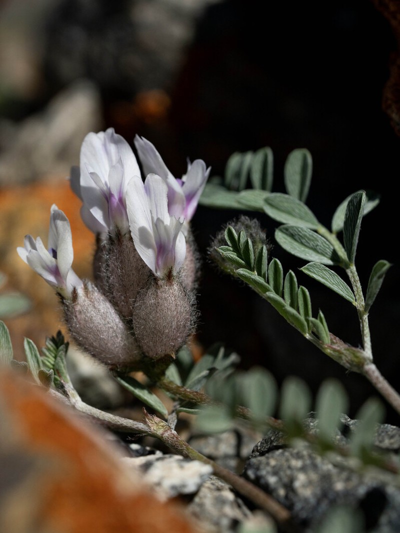 Astragalus nivalis photo 8