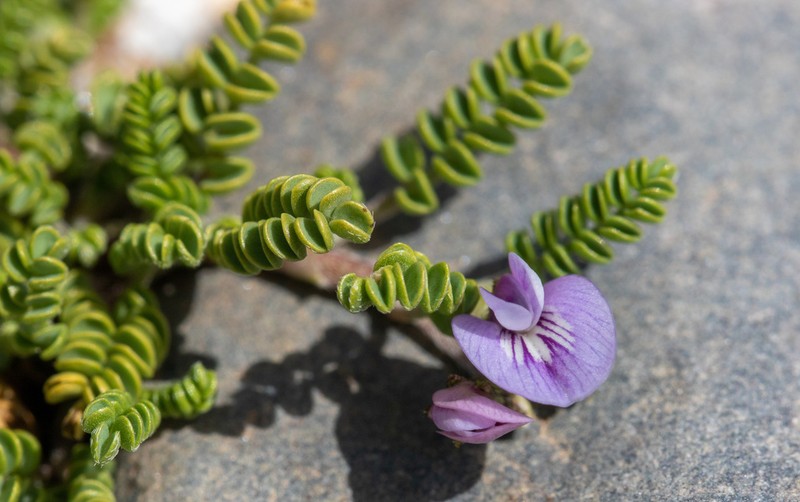 Astragalus nivicola