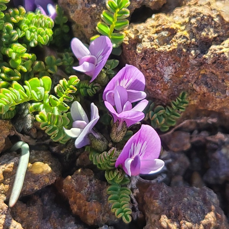Astragalus nivicola photo 2