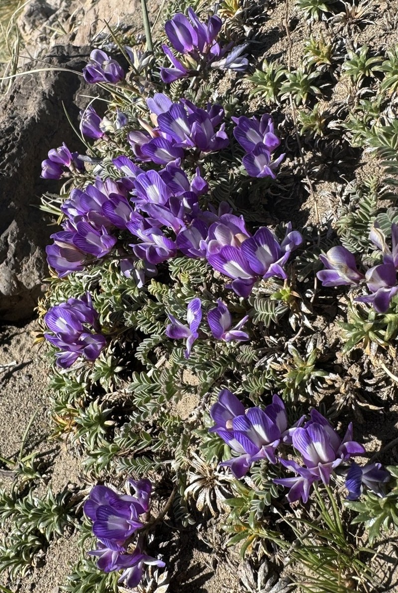 Astragalus nivicola photo 3