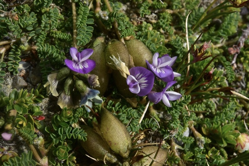 Astragalus nivicola photo 4