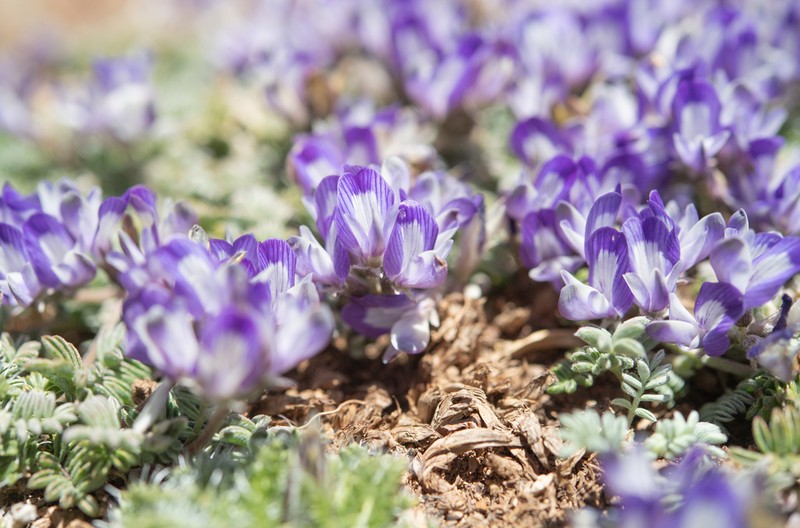 Astragalus nivicola photo 5
