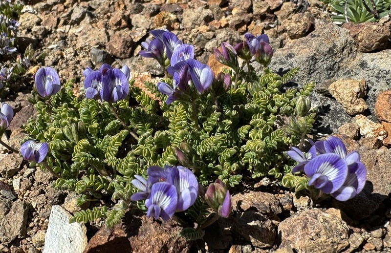 Astragalus nivicola photo 6
