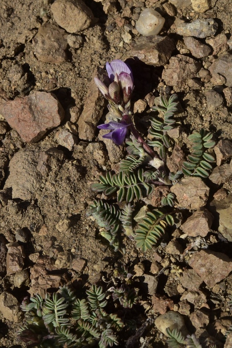 Astragalus nivicola photo 8