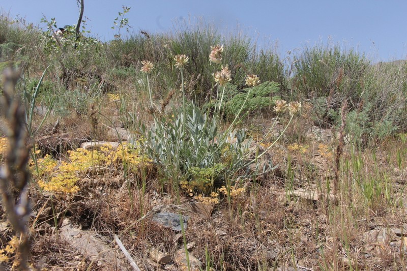 Astragalus nobilis