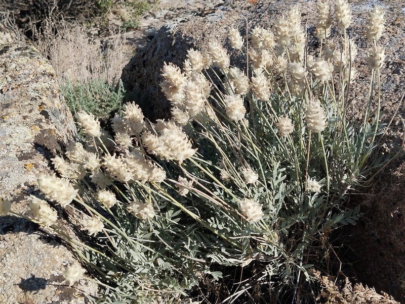 Astragalus nobilis photo 2