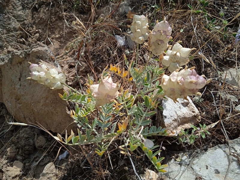 Astragalus nobilis photo 3