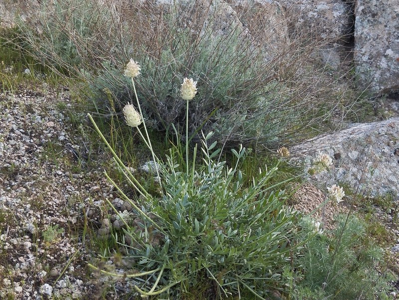 Astragalus nobilis photo 4