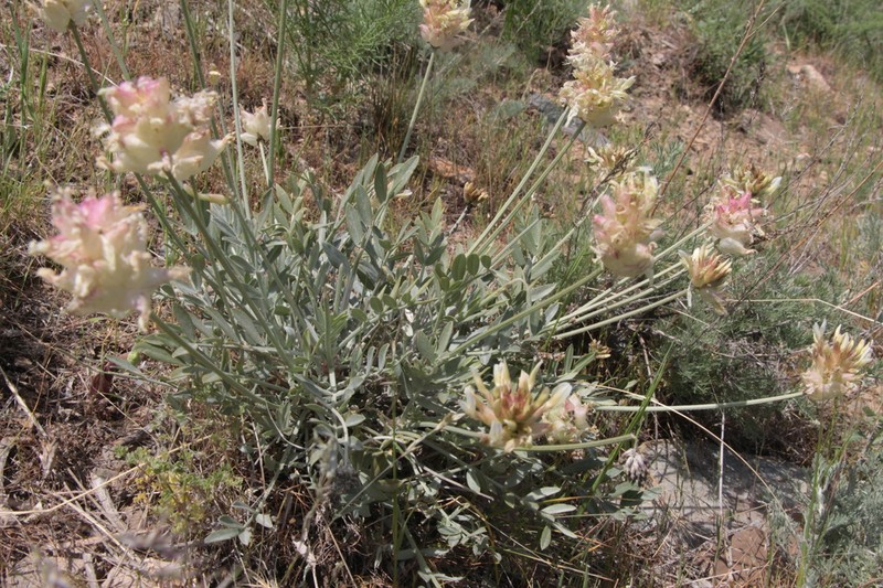 Astragalus nobilis photo 5