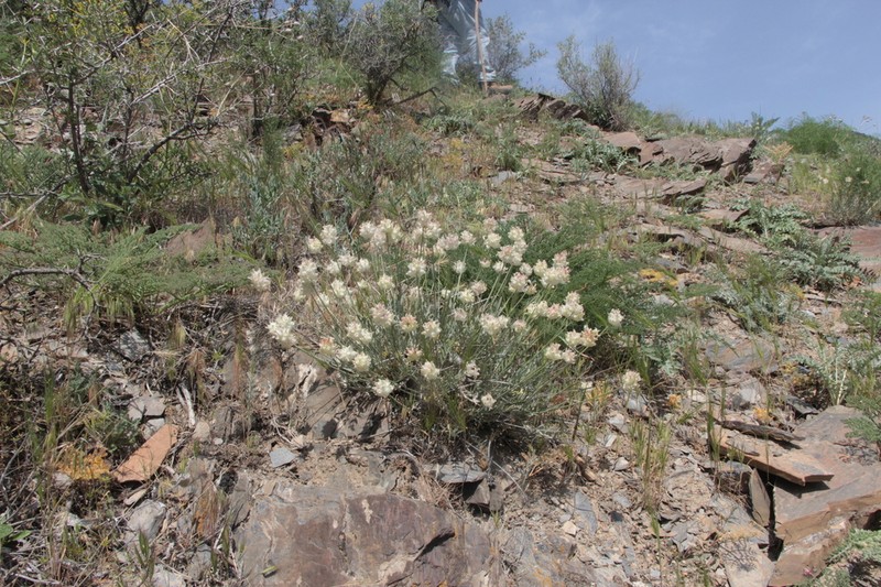 Astragalus nobilis photo 6