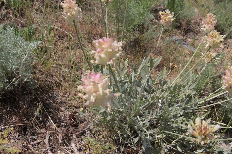 Astragalus nobilis photo 8