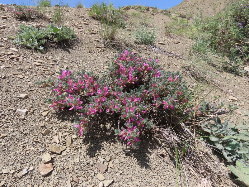 Astragalus noeanus
