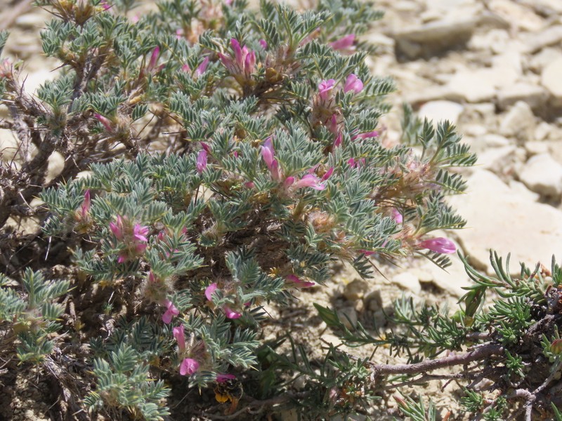 Astragalus noeanus photo 2