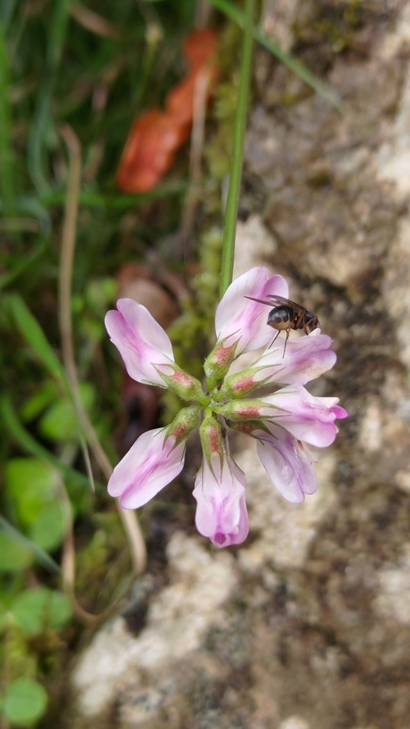 Astragalus nokoensis