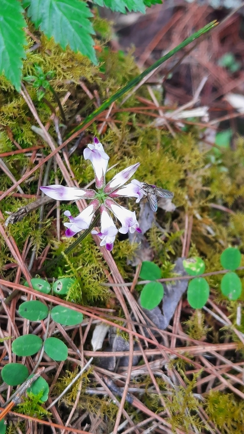 Astragalus nokoensis photo 2