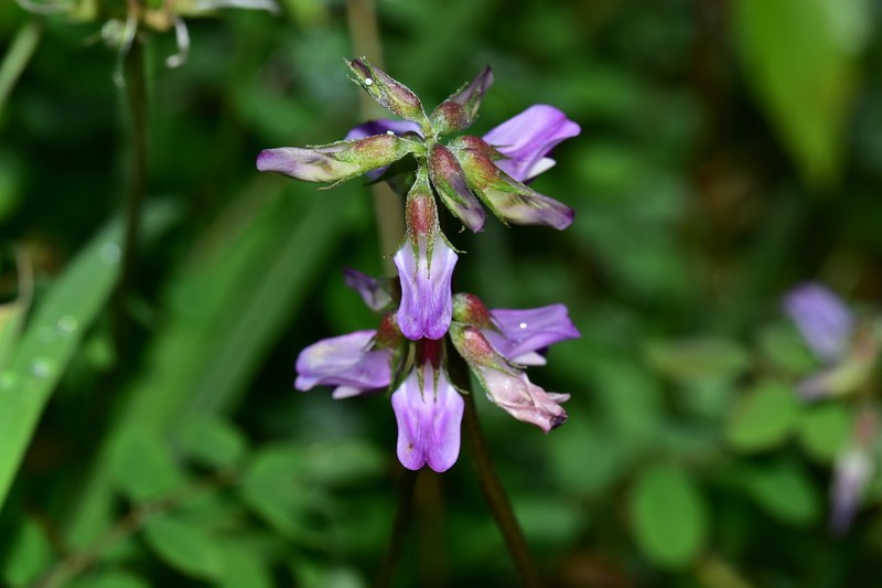 Astragalus nokoensis photo 3
