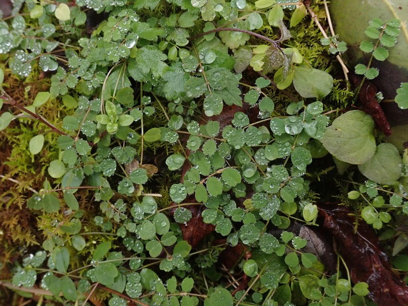 Astragalus nokoensis photo 4
