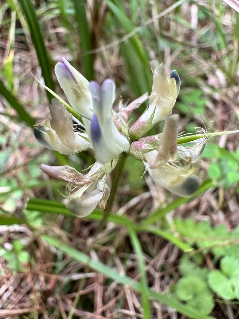 Astragalus nokoensis photo 5