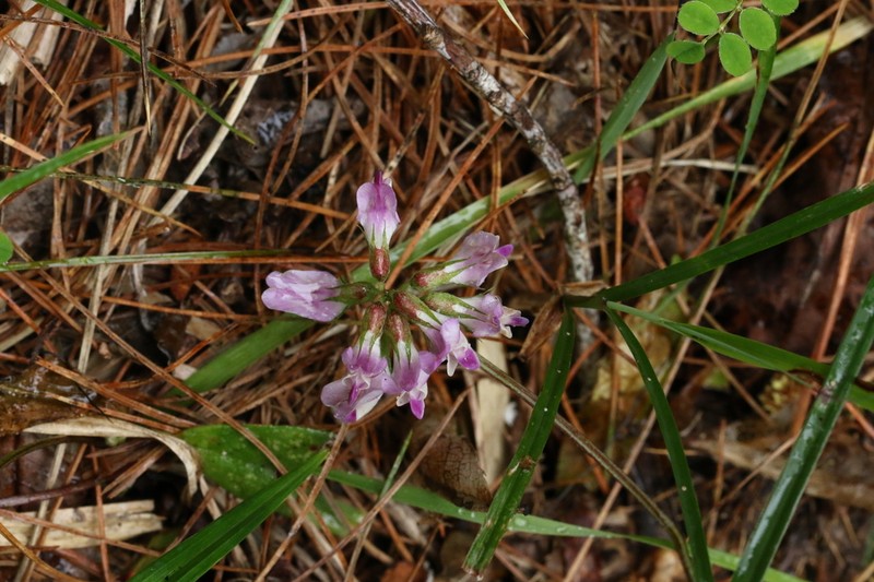 Astragalus nokoensis photo 6
