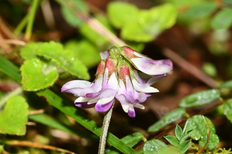 Astragalus nokoensis photo 7