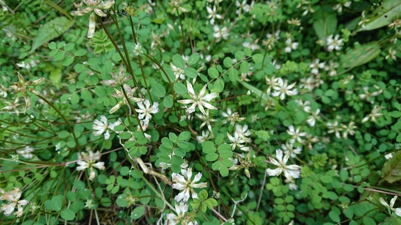 Astragalus nokoensis photo 8