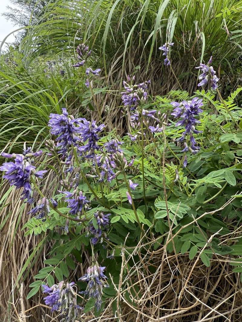 Astragalus norvegicus photo 2
