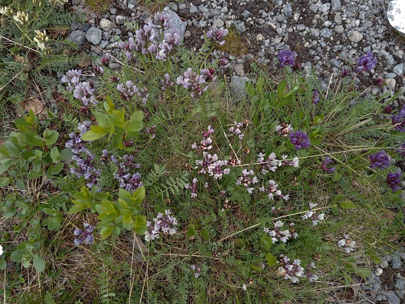 Astragalus norvegicus photo 3