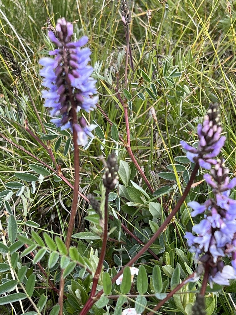 Astragalus norvegicus photo 4