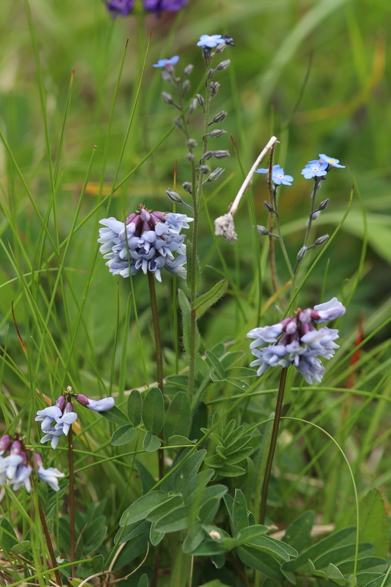Astragalus norvegicus photo 5
