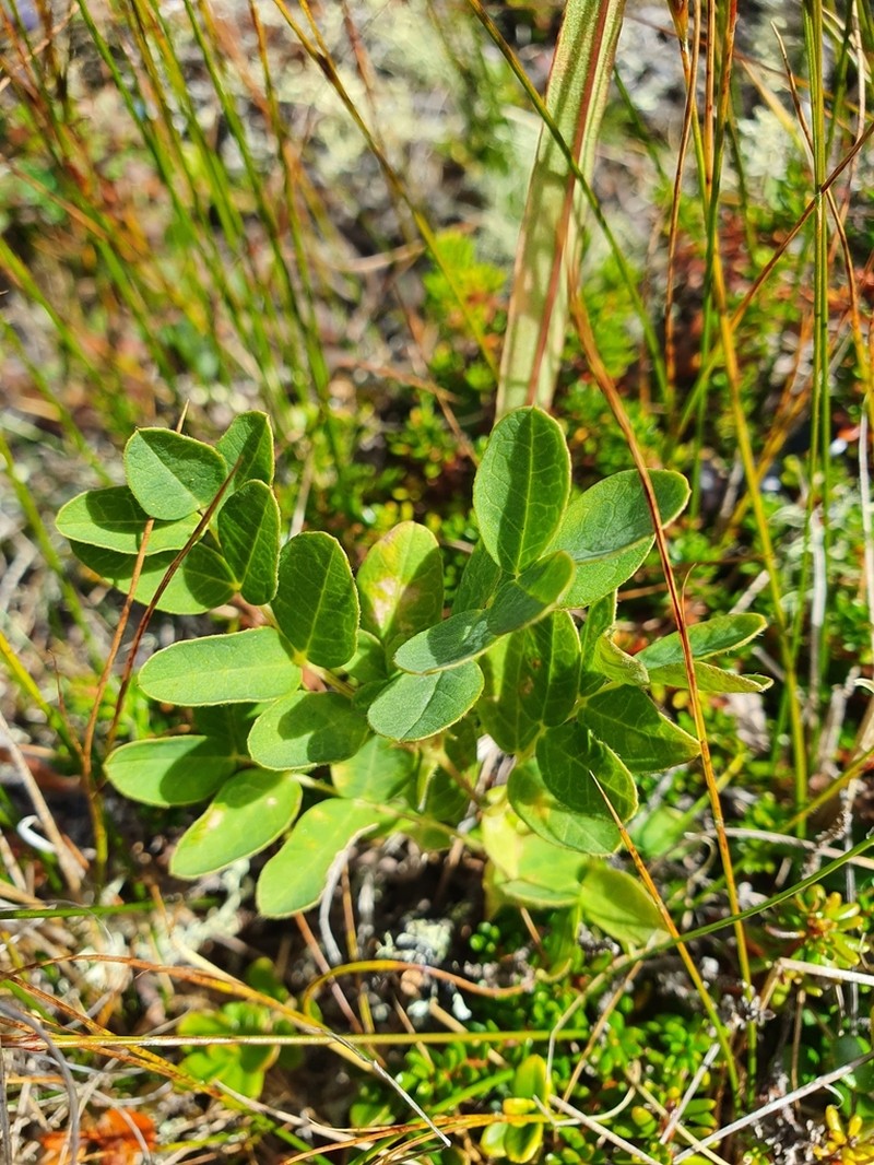 Astragalus norvegicus photo 6