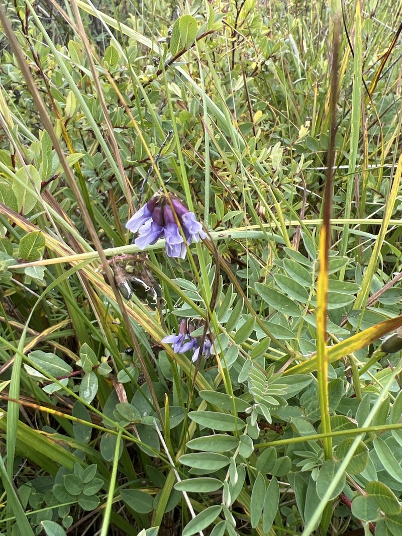 Astragalus norvegicus photo 7