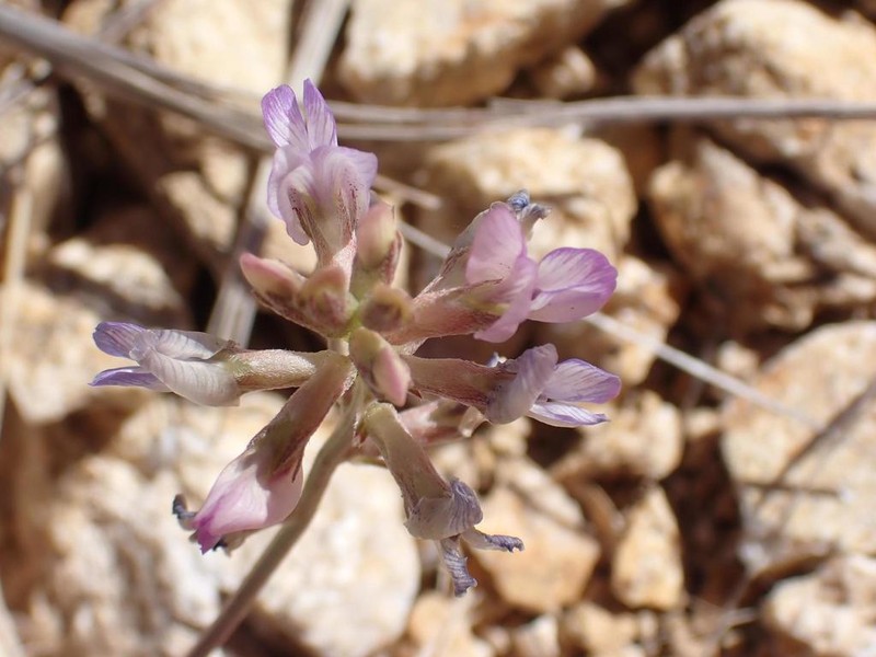 Sheep Milkvetch