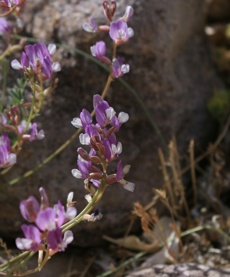 Sheep Milkvetch photo 2