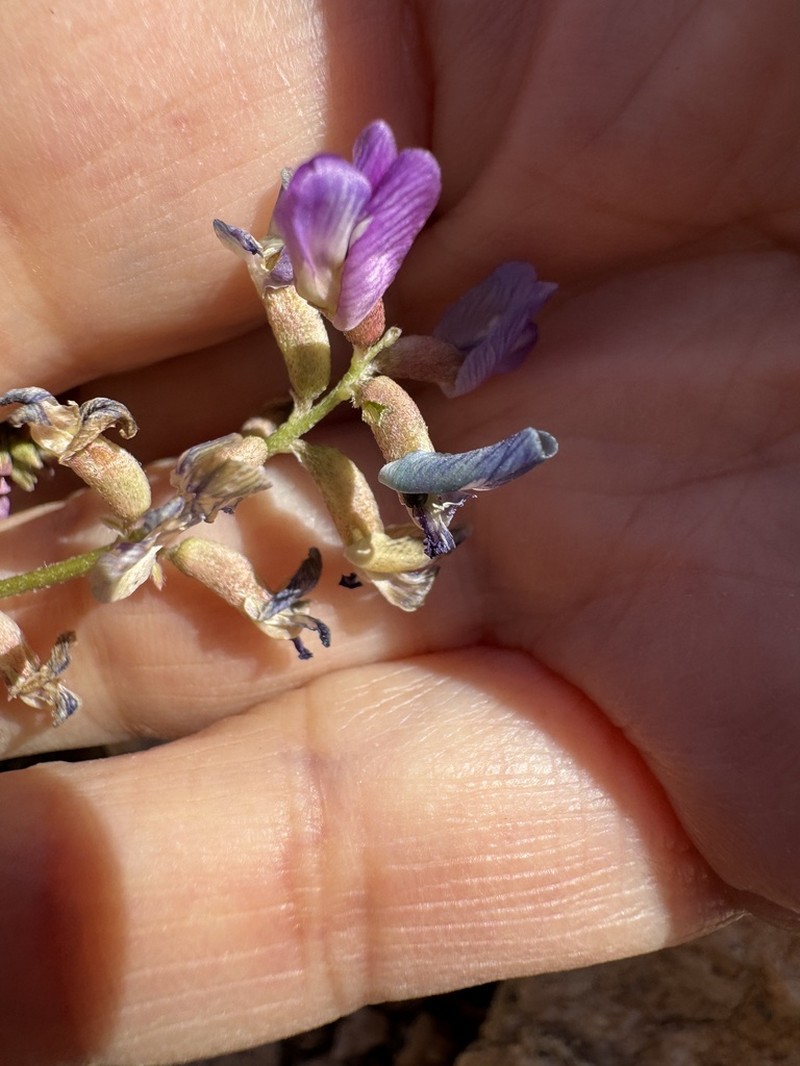 Sheep Milkvetch photo 3