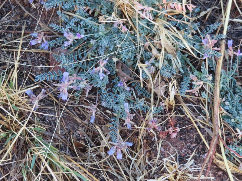 Sheep Milkvetch photo 4